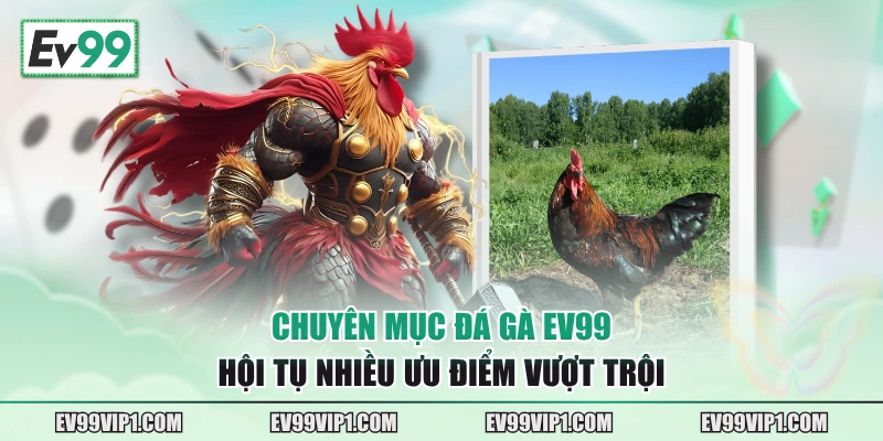 Chuyên mục đá gà EV99 hội tụ nhiều ưu điểm vượt trội