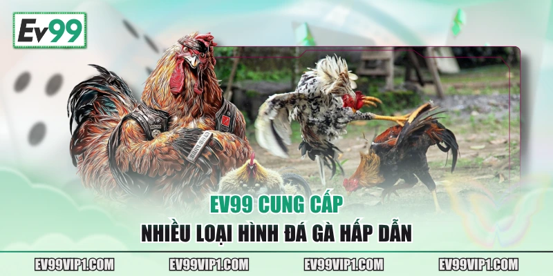 EV99 cung cấp nhiều loại hình đá gà hấp dẫn